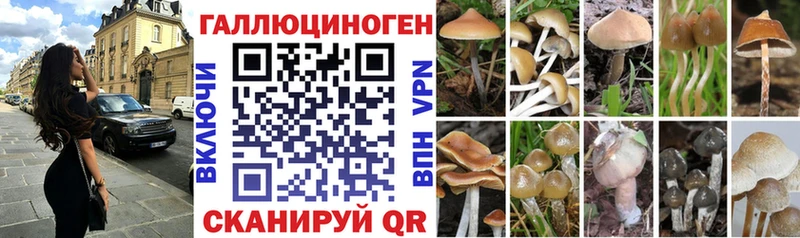 Галлюциногенные грибы Cubensis Красный Сулин